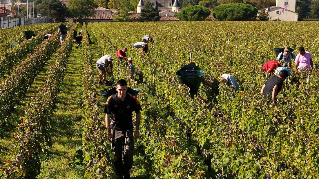 Bordeaux maakt omwenteling van "gif in de Franse wijn" naar bio