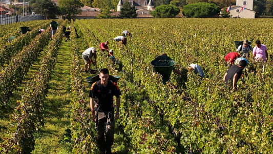Bordeaux maakt omwenteling van "gif in de Franse wijn" naar bio