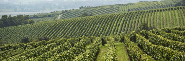 Region Rheinhessen Germany