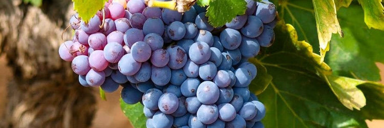 Carignan