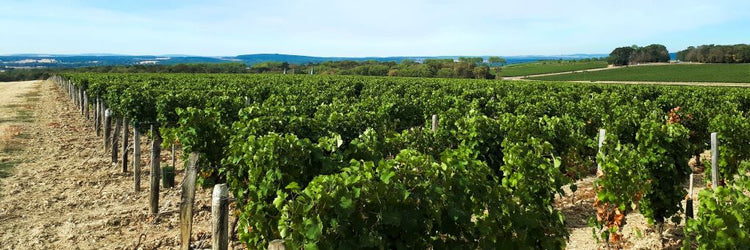 Domaine de Congy Pouilly-Fumé Loire