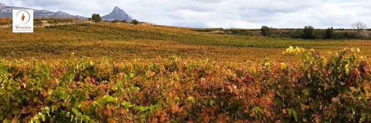 Maisulan Rioja