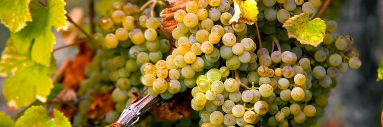 Marsanne grape druif cépage