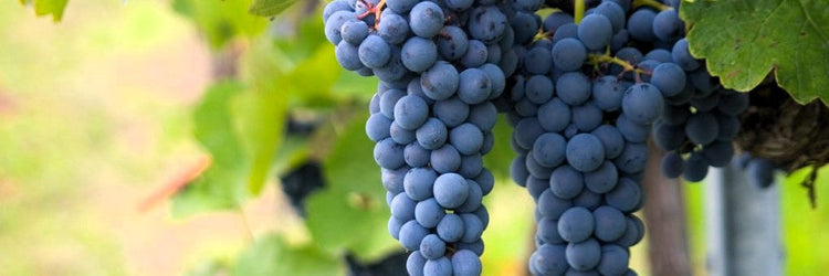 Merlot