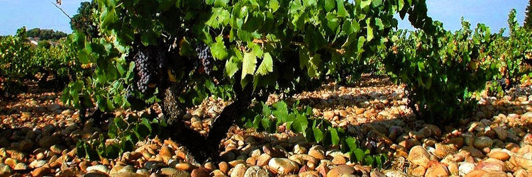 Domaine de Fontavin Côtes du Rhône