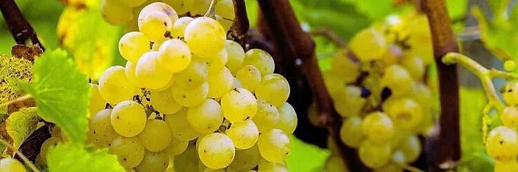 Riesling