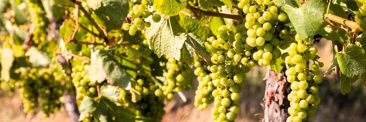 Sauvignon Blanc