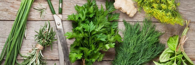 green spicy crisp and fresh herbes wine pairing groene frisse kruiden wijn en gerecht