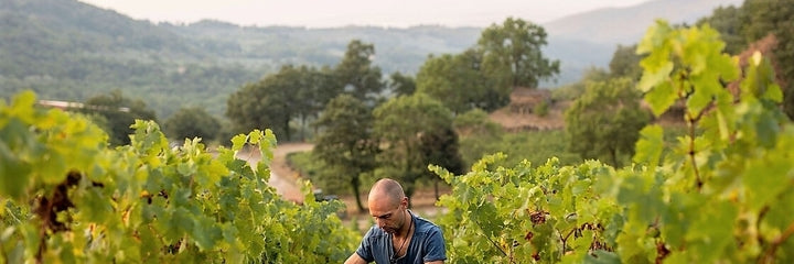 Ampeleia wine winery