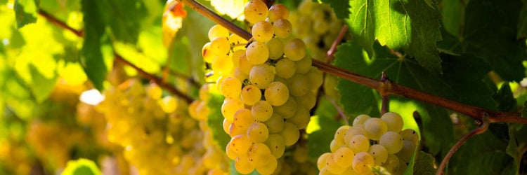 Viognier grape cépage druif