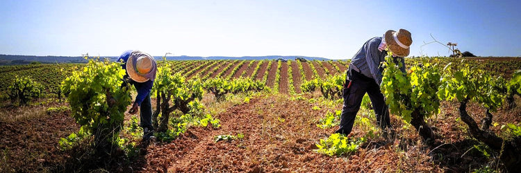 Vetusta Ribera del Duero