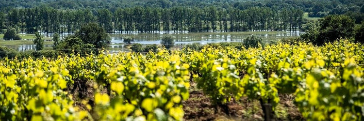 Domaine Bonnet-Huteau