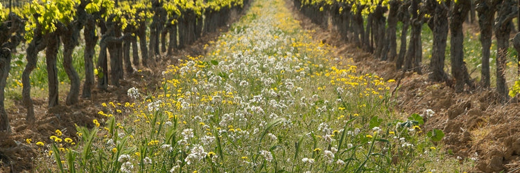 Demeter bio-dynamic wine