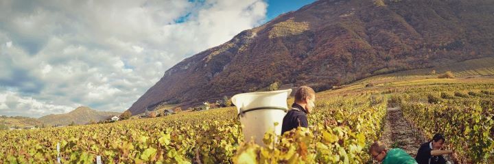 Savoie wine region