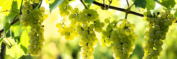Pinot Blanc