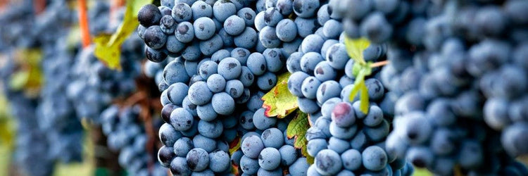 pinot noir grape vigne druif