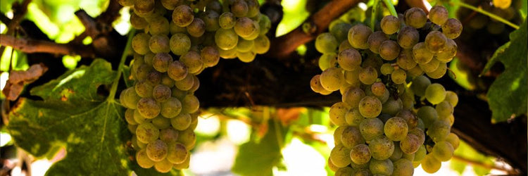 Roussanne grape rousanne rousane