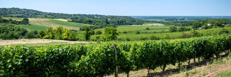 Vineyard